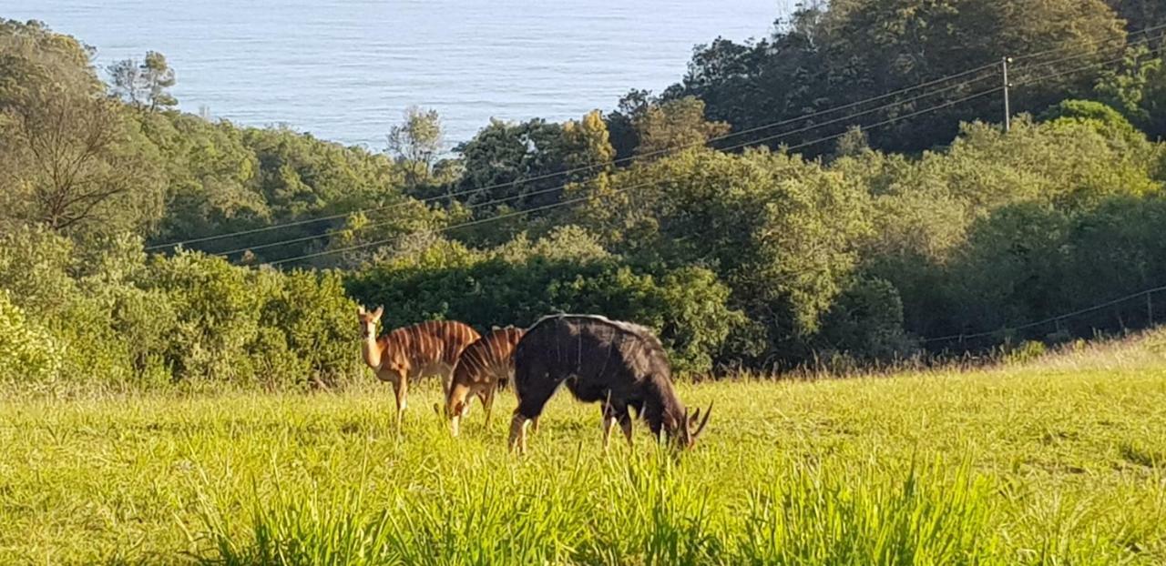 Hakuna Matata Wildernis Exteriör bild